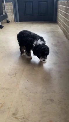 Aussiedoodle dogs for sale: Smores - Video 1