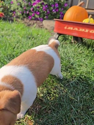 Jack Russell Terrier dogs for sale: Max - Video 1