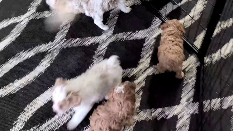 Cavapoo dogs for sale: Delilah  - Video 3