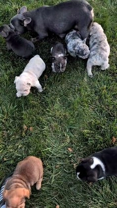 French Bulldog dogs for sale: Tiana - Video 3