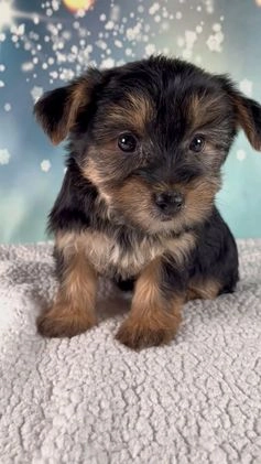 Morkie dogs for sale: Bonnie - Video 1