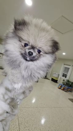 Pomeranian dogs for sale: chuty - Video 3