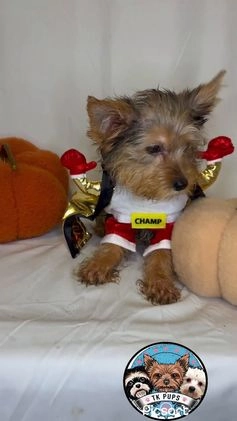 Yorkshire Terrier dogs for sale: Yorkshire Terrier Puppy 4 - Video 1