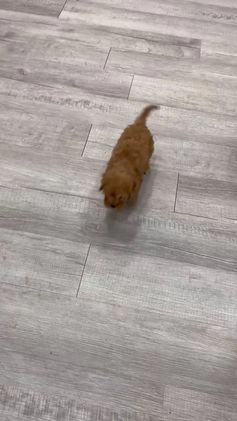 Cavapoo dogs for sale: Oakley - Video 1