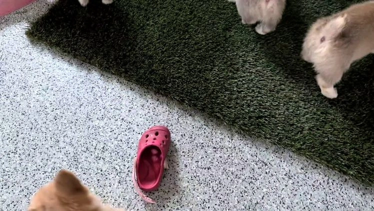 Welsh Corgi Pembroke dogs for sale: Sky - Video 10