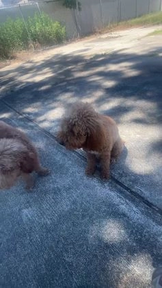 Goldendoodle dogs for sale: Goldendoodle Puppy 2 - Video 1