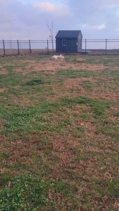 Labrador Retriever dogs for sale: Snow white  - Video 4