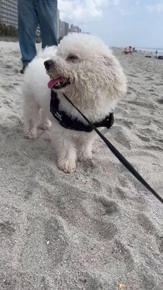 Bichon Frise dogs for stud: Meet Prince - Proven Bichon Frise Stud - Video 2