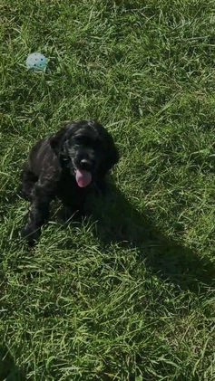 Cocker Spaniel dogs for sale: Freddy - Video 2