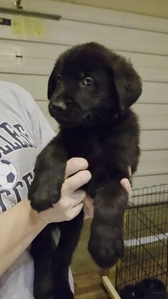 Mixed Breed dogs for sale: Golden shepherd yellow - Video 3