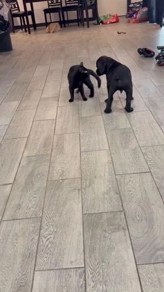 Cane Corso dogs for sale: olly (orange) - Video 1