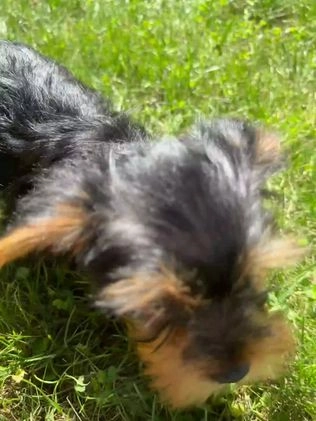 Yorkshire Terrier dogs for sale: Hallie - Video 1