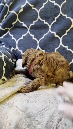 Mixed Breed dogs for sale: Blossom- AKC Genetically Tested Parents  - Video 1