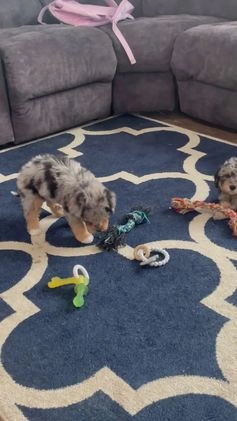 Mini Goldendoodle dogs for sale: Ms. Usha - Video 1