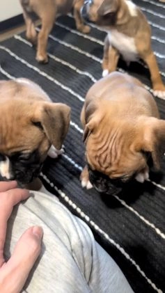 Boxer dogs for sale: Hunter - Video 3