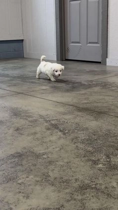 Aussiedoodle dogs for sale: Hosea - Video 1