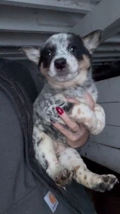Australian Cattle Dog dogs for sale: Kayla - Video 2