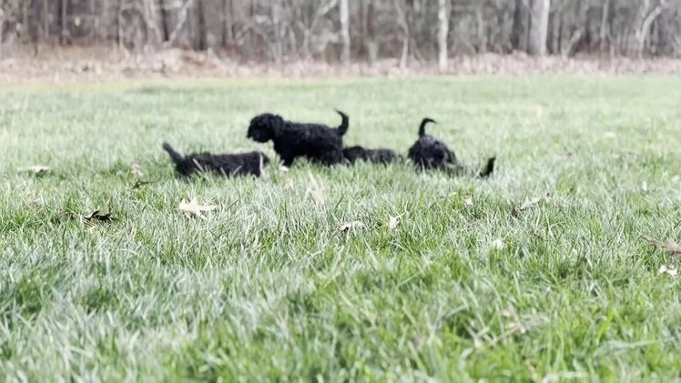 Cockapoo dogs for sale: Amber - Video 1