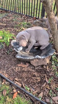 Weimaraner dogs for sale: Beetle - Video 2