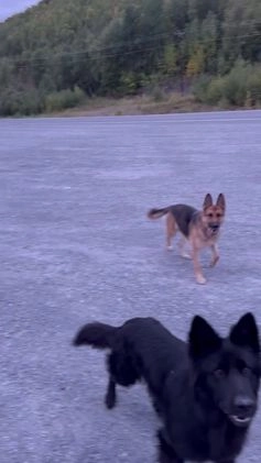 German Shepherd dogs for sale: Summit  - Video 1