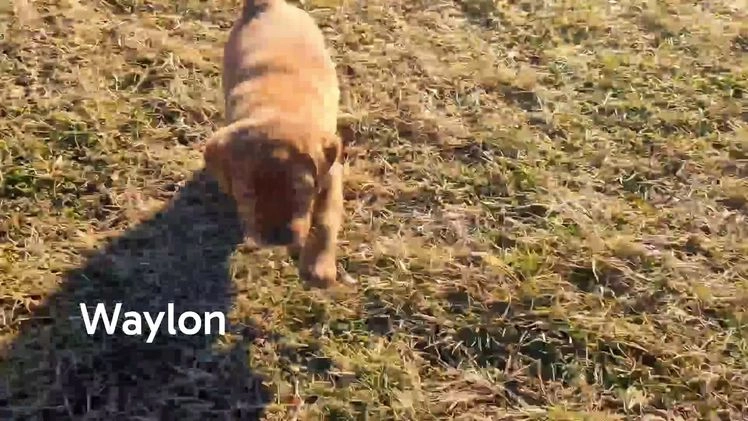 Labrador Retriever dogs for sale: Waylon - Video 1