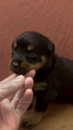 Rottweiler dogs for sale: Princess  - Video 1