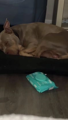 American Bully dogs for sale: Stormy - Video 3