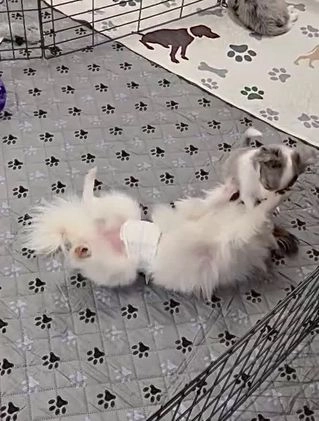 Mixed Breed dogs for sale: Slate - Video 2