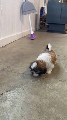 Shih Tzu dogs for sale: Snickers - Video 7