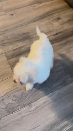 Maltese dogs for sale: Odie  - Video 1