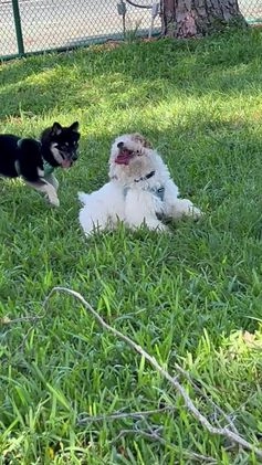 Cavapoo dogs for sale: Cavapoo Puppy 1 - Video 1