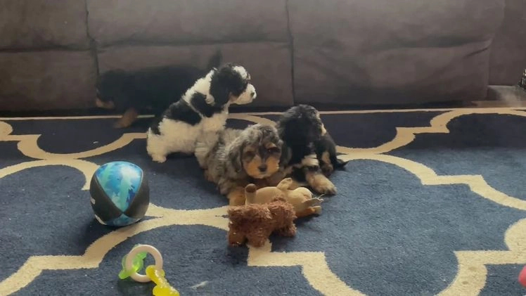 Mini Goldendoodle dogs for sale: Mr. Riko - Video 1