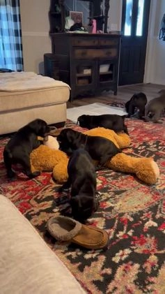 Cane Corso dogs for sale: Chaos  - Video 1