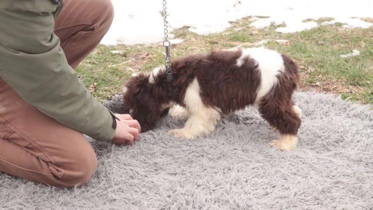 Cocker Spaniel dogs for sale: Pippin - Video 1