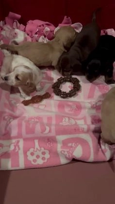 Miniature Dachshund dogs for sale: Miniature Dachshund Puppy 4 - Video 1