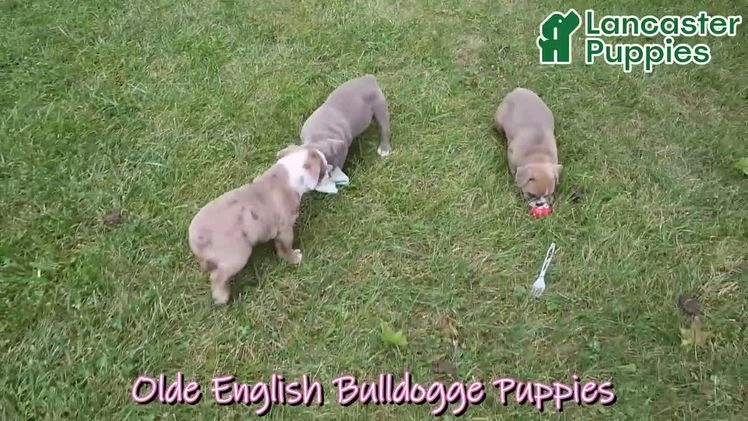 Olde English Bulldogge dogs for sale: Kaya - Video 1