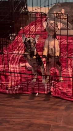 French Bulldog dogs for sale: Sterling - Video 1