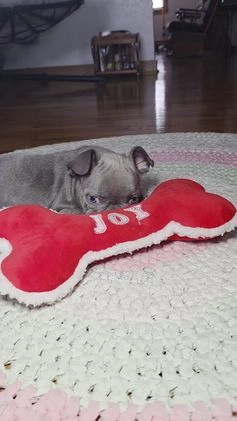 French Bulldog dogs for sale: Hunter - Video 1