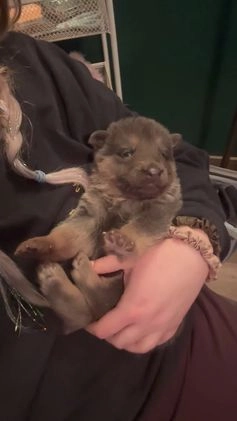 German Shepherd dogs for sale: German Shepherd Puppy 3 - Video 1