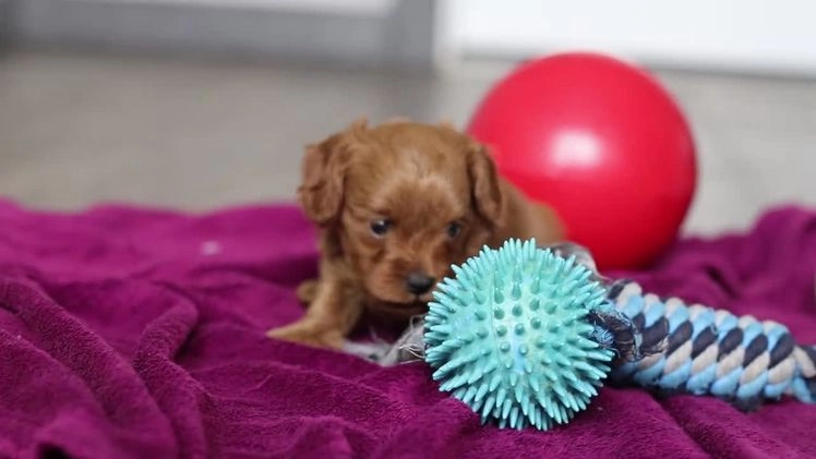 Cavapoo dogs for sale: Irwin - Video 1