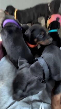 Doberman Pinscher dogs for sale: Lucy  - Video 3