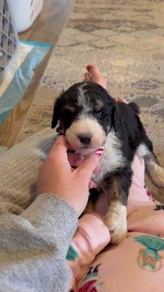 Aussiedoodle dogs for sale: Lane - Video 1
