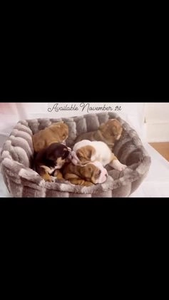 English Bulldog dogs for sale: English Bulldog litter of 5 puppies - Video 1