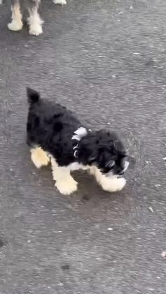 Miniature Schnauzer dogs for sale: BELLA - Video 2