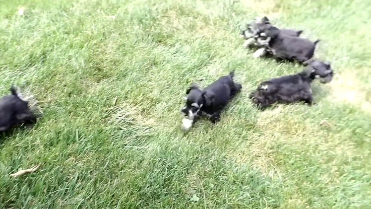 Miniature Schnauzer dogs for sale: Miniature Schnauzer Puppy 5 Curt - Video 1