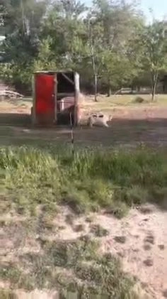 Border Collie dogs for sale: Hissy - Video 1