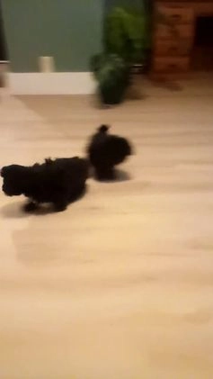 Shih Tzu dogs for sale: Shih Tzu Puppy 1 - Video 1