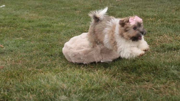 Havanese dogs for sale: Bella Rose - Video 1