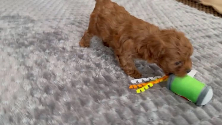 Maltipoo dogs for sale: Roxy - Video 1