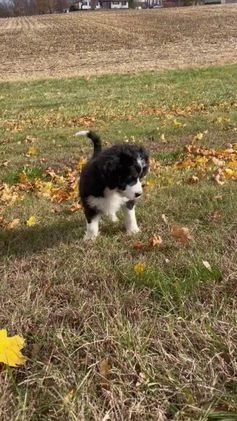 Mixed Breed dogs for sale: Cammy - Video 1